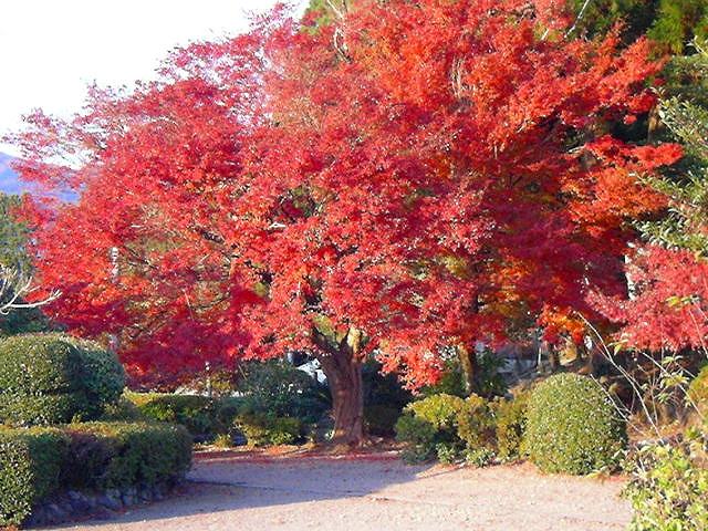 大もみじ 市房山神宮 里宮神社 大もみじ 市房山神宮 里宮神社